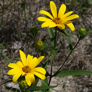 Hairy Sunflower, Rough Sunflower, Helianthus hirsutus, H. stenophyllus